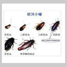 灭除蟑螂