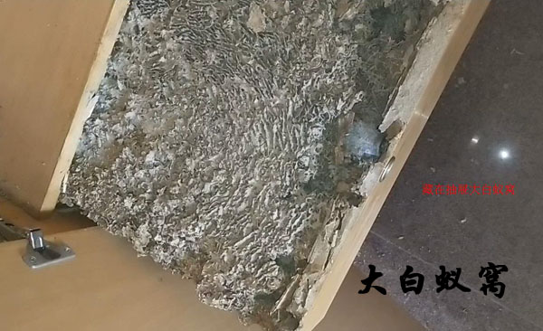 13489202060城保专业小区物业灭白蚁|城保专业灭蟑螂|城保白蚁电话