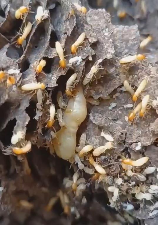 晋江白蚁防中心-白蚁蚁后是怎么产生的