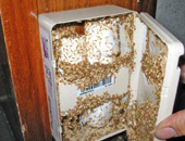 水头他家厨房有了白蚁-专业白蚁防治法