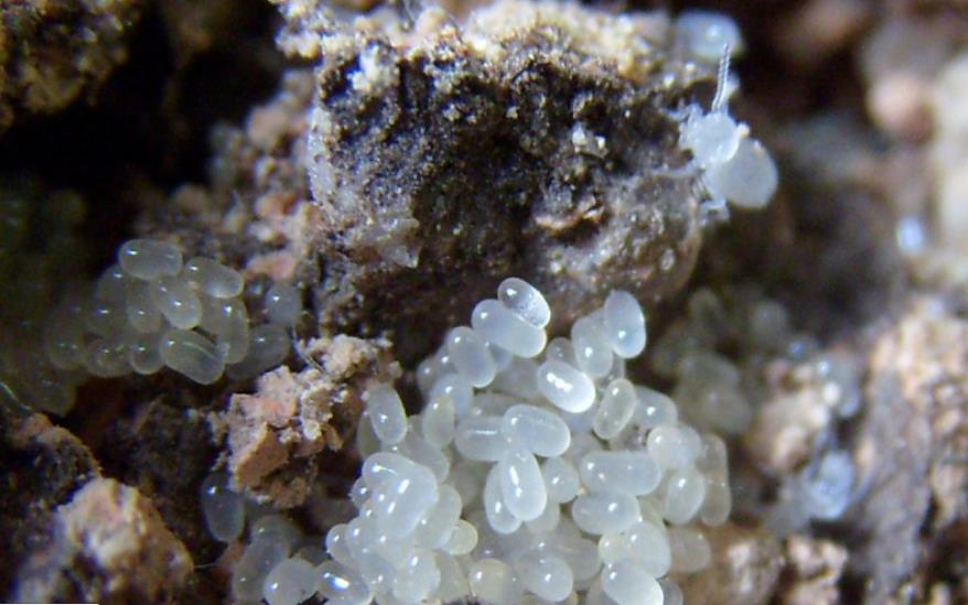 泉州永春县灭白蚁,惠安县除白蚁,德化县除白蚁