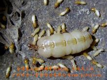 灭白蚁知识-白蚁歌 白蚁知识及防治技术