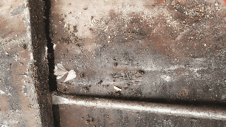 泉港区灭除白蚁24小时全城上门服务_泉港涂岭镇白蚁上门勘察,电话:19959852549