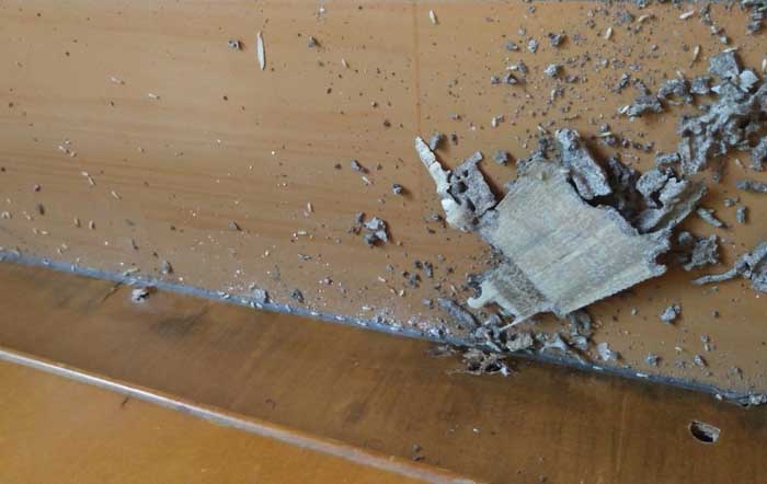 房屋出现白蚁危害的原因晋江内坑镇防治白蚁欢迎来电