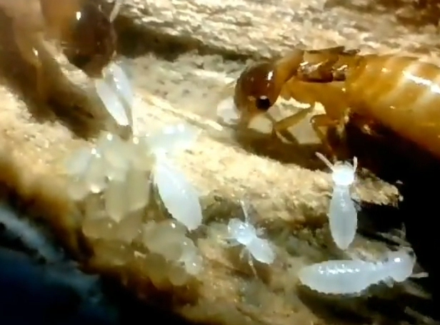 【仓库白蚁防治实施方案】金井镇灭白蚁城保优选无后忧