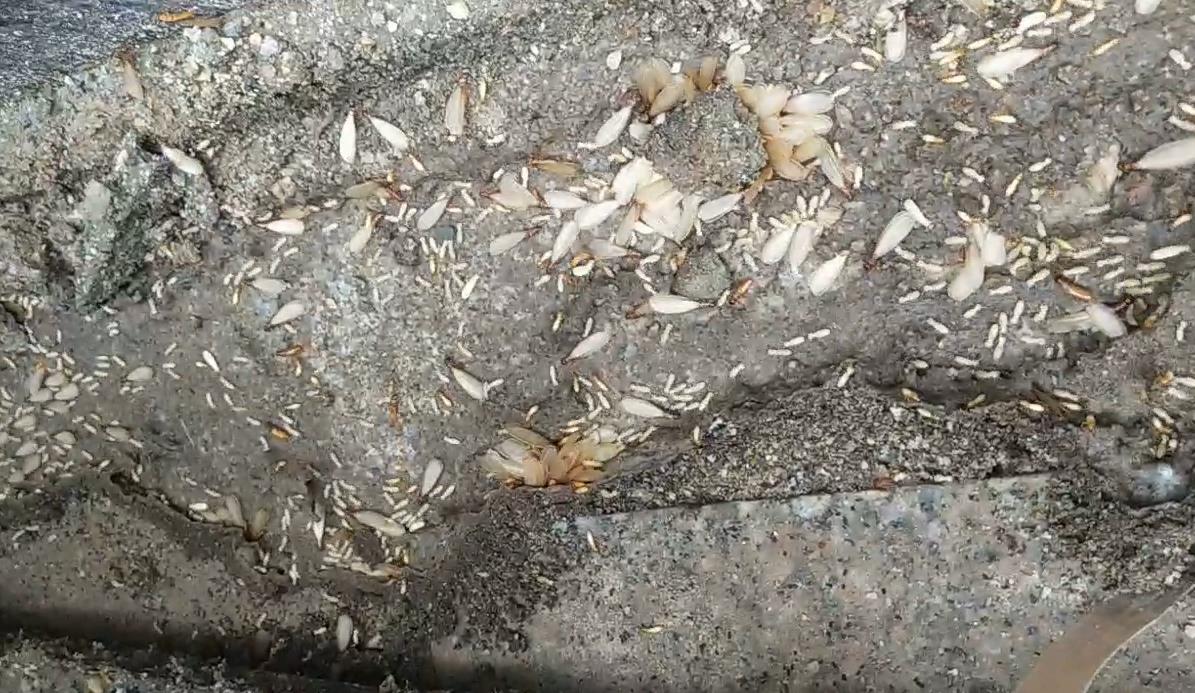 【白蚁的群体分工及生活习性】安海镇灭白蚁上门包根除