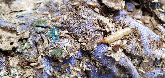 【找谁帮我灭白蚁】池店镇 一栋自建房遭白蚁啃食白蚁在家到处飞舞,