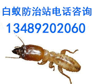 999012.jpg
